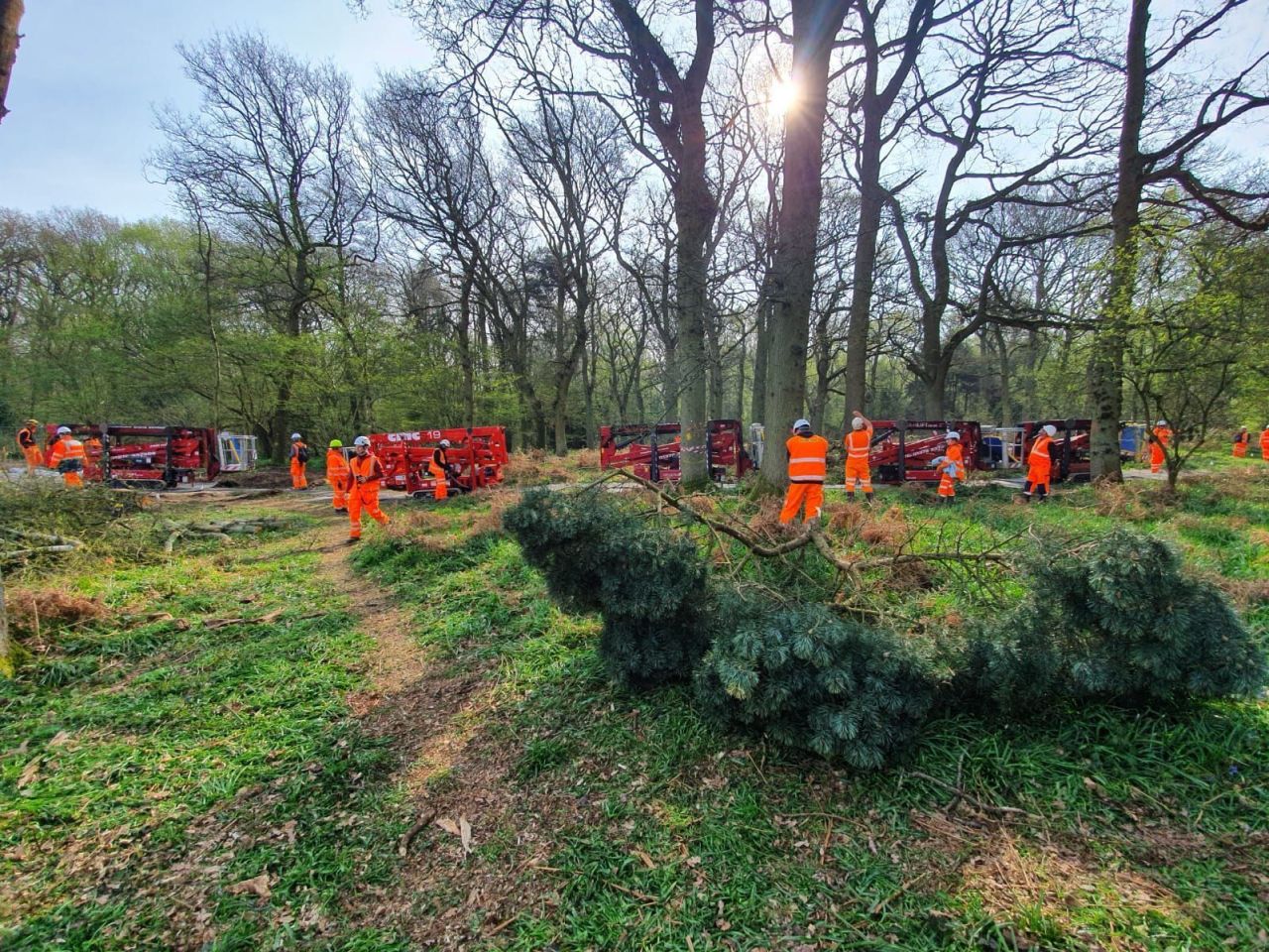 Operators in orange protective clothing working among several red spider lifts in woodland